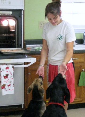 Doggie Day Care Murfreesboro
