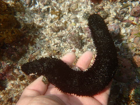 さわるときは要注意 ニセクロナマコ クロナマコ科 Holothuria Leucospilota 15 4 5 鐙瀬海岸 水深３０センチ 分布 伊豆半島以南 インド洋 西太平洋 体長 ２５センチ 南日本の海岸近くで見られる 全身が黒っぽくて細長いナマコ 福江島