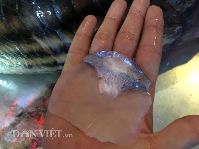 Cặp "quái ngư" trên dòng Mê Kông: Cá trà sóc khổng lồ 70kg ở Thủ đô - 6
