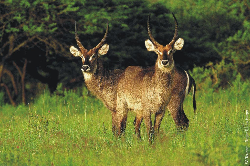 African Antelope A - Z - African Wanderlust - Travel