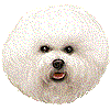 ビション フリーゼのイラスト 条件付フリー素材集