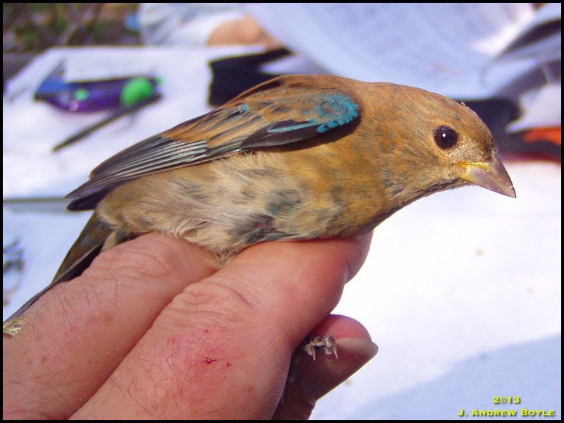 Indigo Bunting