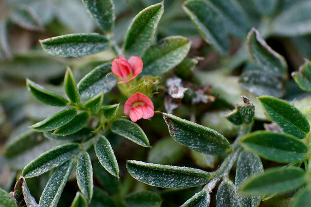 Weed flowers