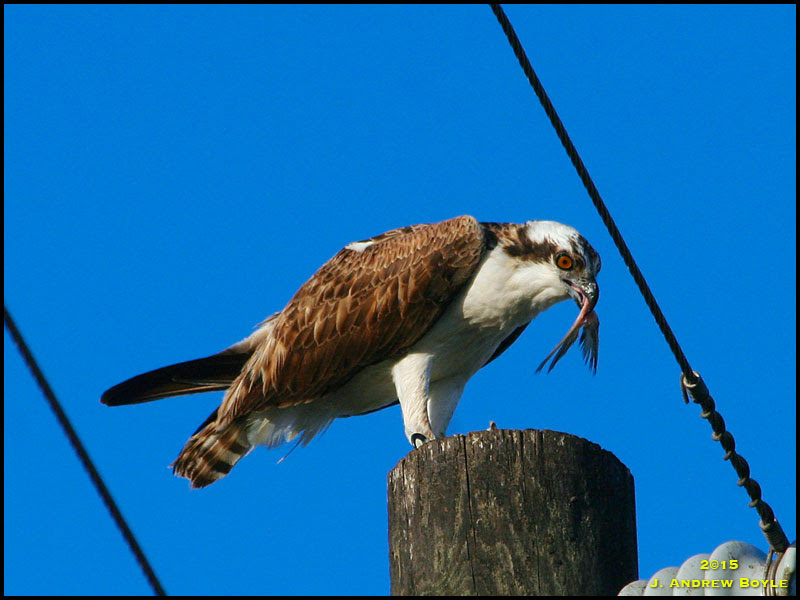 Osprey