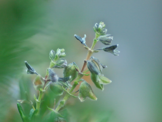 P1296207
