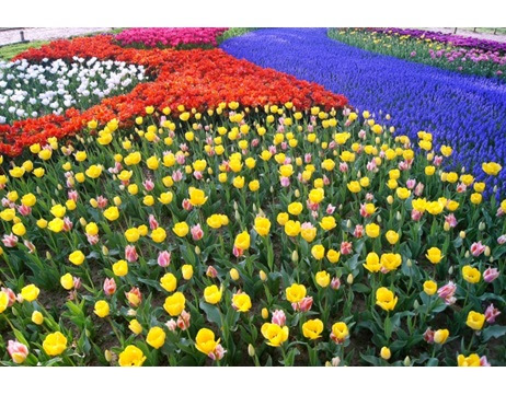 秋植え球根を植えてみよう 末吉商店 青森県平川市