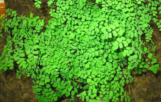 Maidenhair Fern