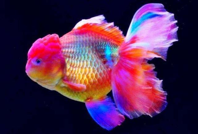魚百科 泰獅 每日頭條