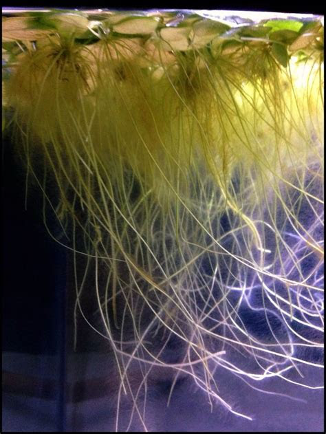 Red root floater · 4. Amazon frogbit root system. Photo by Tumblr user