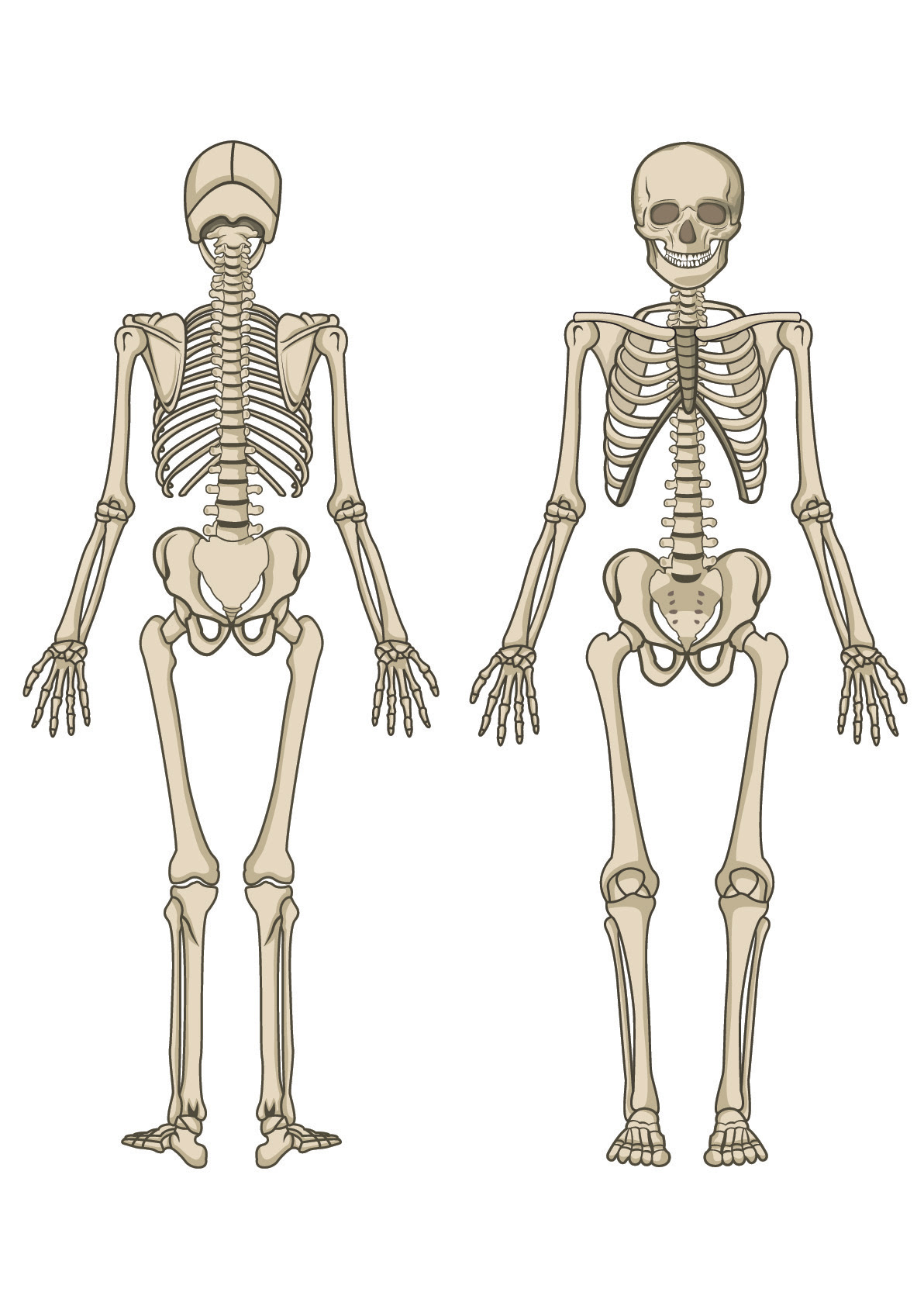The Human Skeleton - worksheet from EdPlace