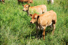 ferme drouin &amp; fils