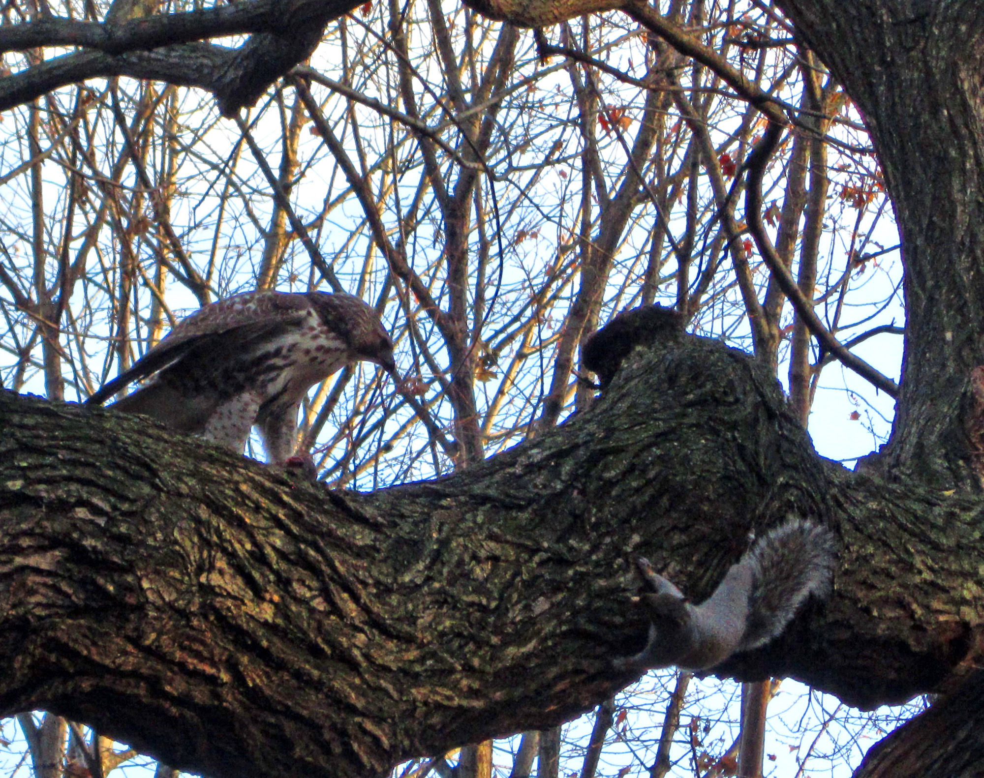 Hawk vs squirrel