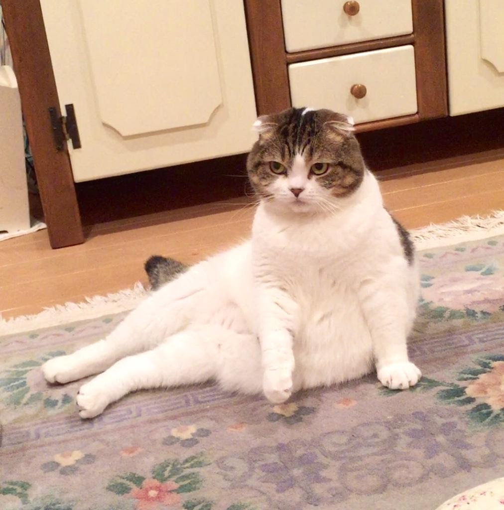 あきらかに座り方がおかしい猫のポーズ15選 ねこトピ