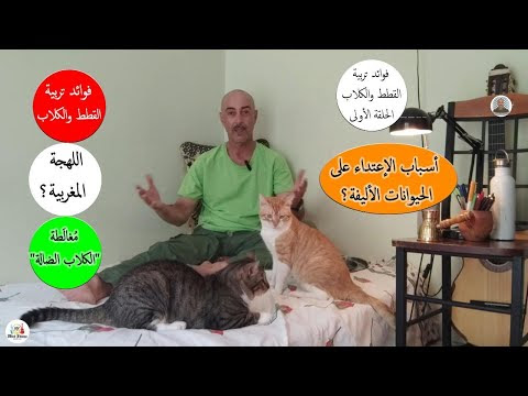 فوائد تربية القطط والكلاب ح 1 اللهجة المغربية الإعتداء مغالطة الكلاب الضالة النقاش في مقر العمل