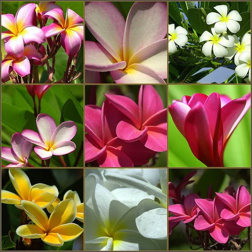 Sweet Aloha Plumeria 