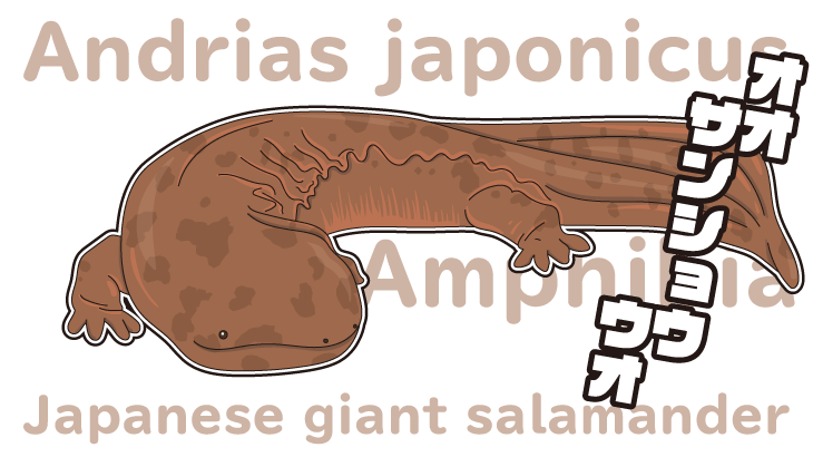 かわいい見た目の生きた化石オオサンショウウオ Re ミックスジュース