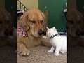 最高のコレクション 犬 優しい 125250-犬 優しい なんj