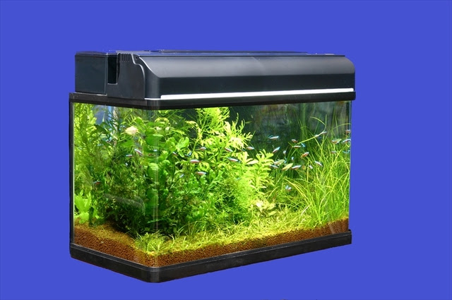 超初心者向け まずは水槽セットから始めよう 熱帯魚 アクアリウム情報マガジン