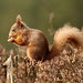Red Squirrel.