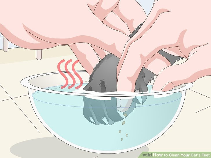 Clean Your Cat's Feet Step 7.jpg