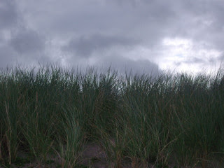 beach grass