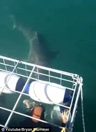 Approach: The grump great white shark ignores the bait on the surface (left) and heads straight for the diver's cage (right)
