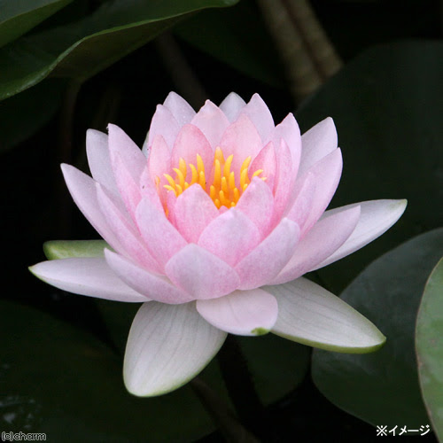 睡蓮の花が咲かないのはなぜ 咲かない原因と対策をまとめ