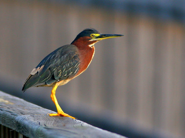 Green Heron 20100712