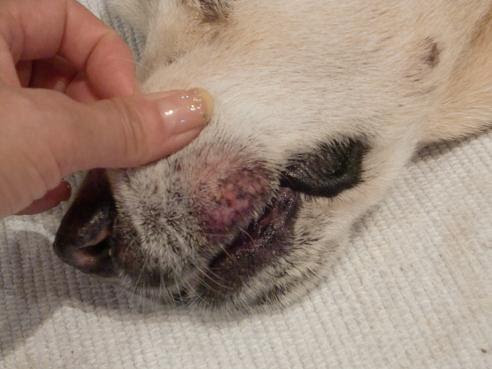 お歳だからね ルカとミエルの 今日も犬日和
