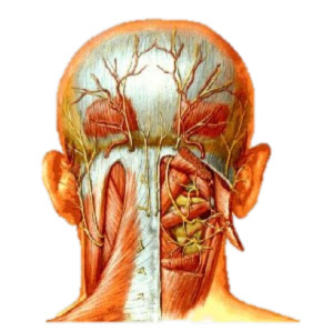 Douleur musculaire traitement