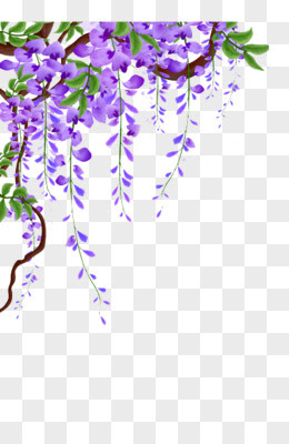 紫藤花图片素材 免费紫藤花png设计图片大全 图精灵