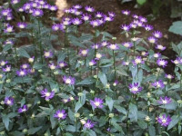 ミヤコワスレ 都忘れ 植物図鑑 小さな園芸館