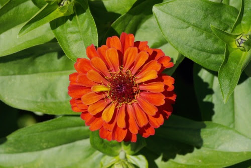 7月26日の誕生花の意味 花言葉辞典