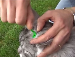 Les Tiques Du Chat Comment Les Reperer Et Comment Les Detruites