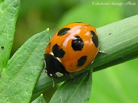 福光村昆虫記 甲虫５ １ ナナホシテントウ ナミテントウ