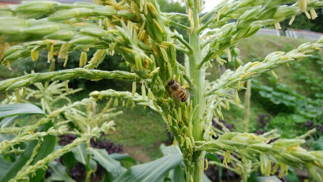 トウモロコシの花粉 百姓の道楽記