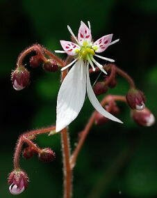 花 ユキノシタ 6月3日の花と花言葉 ユキノシタ 魅る魅るガーデニング