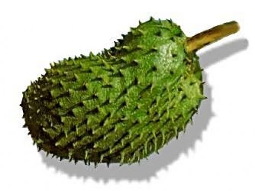 Natural Cure For Cancer Moringa Sop (MoringaSOP ™) ~E.G.PLOTTPALMTREES.COM Natural Cure For Cancer Moringa Sop (MoringaSOP ™) ~E.G.PLOTTPALMTREES.COM