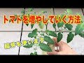 25 ++ ミニトマト 脇芽かき いつから 119646-ミニトマト 脇芽かき いつから