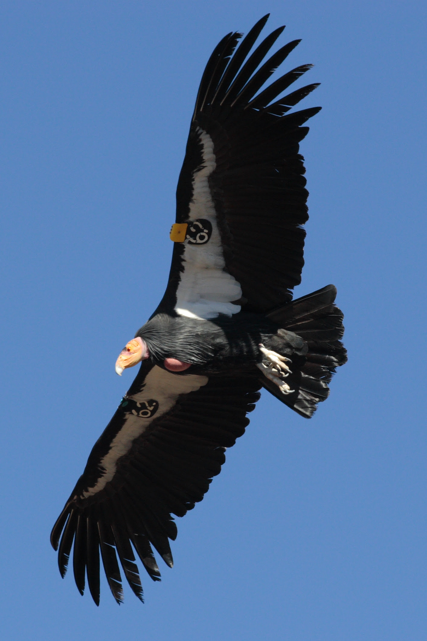 condor