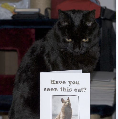 Misha Card
