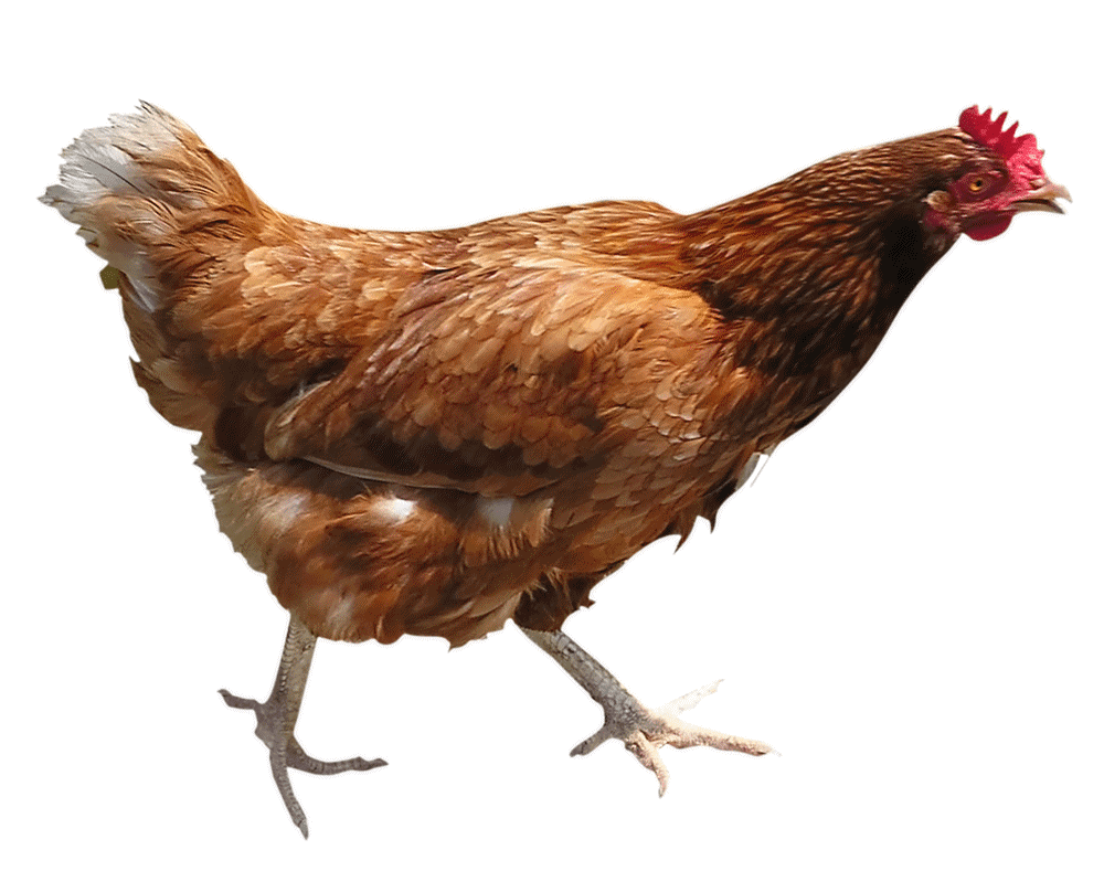 Types Of Poultry