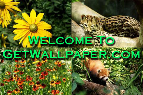 free wallpaper pics. hot free wallpaper of A dreamy