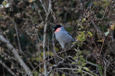 筑波山の野鳥 冬 Masaの身近な自然写真ブログ