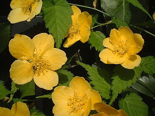 ヤマブキ やまぶき 山吹 の花言葉 花言葉事典