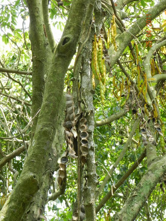 樹木谷hong Kong Tree Society
