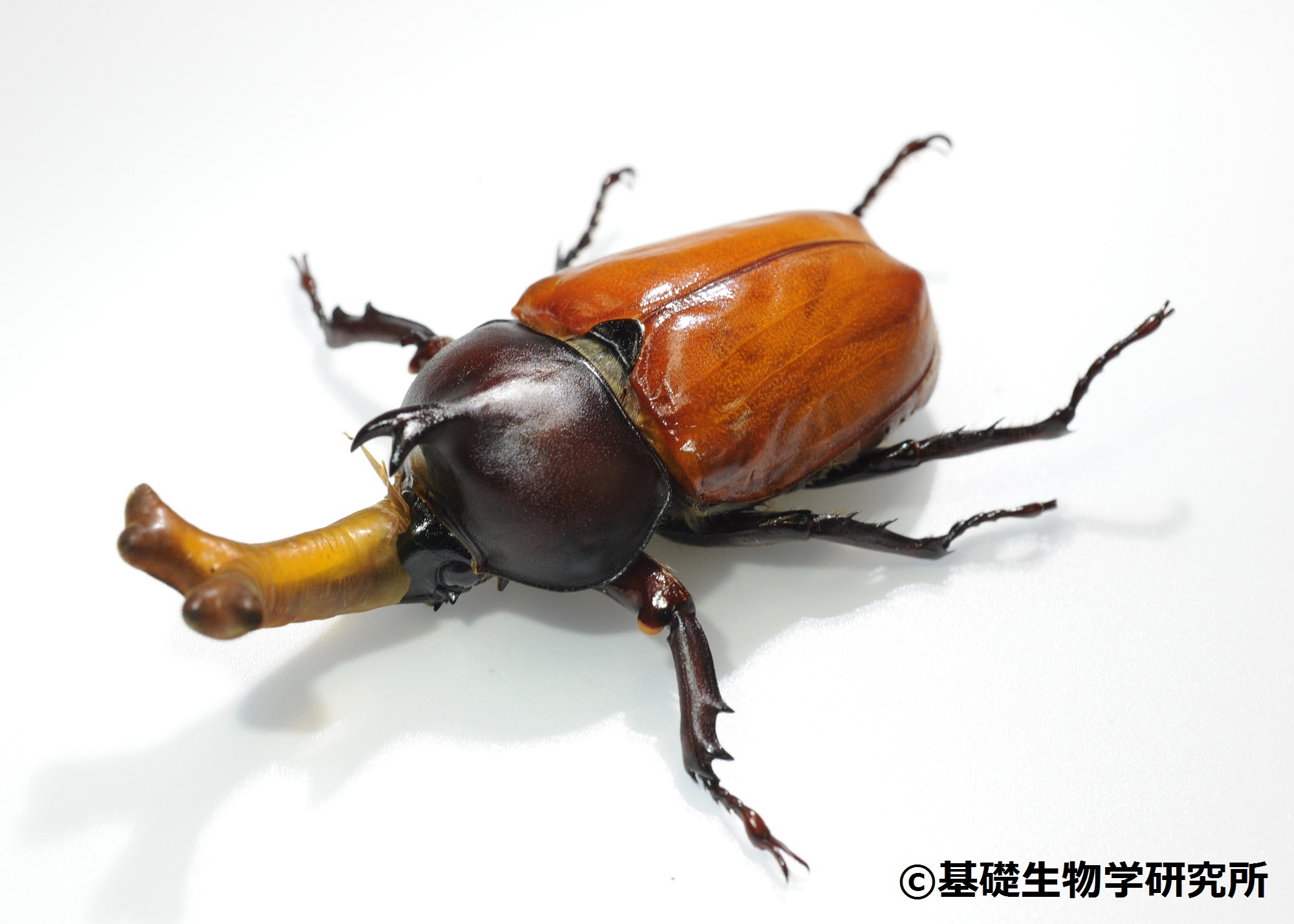 カブトムシさんの成長を見守る生放送 ニコニコインフォ