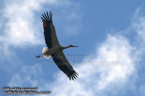 White Stork - Ciconia ciconia