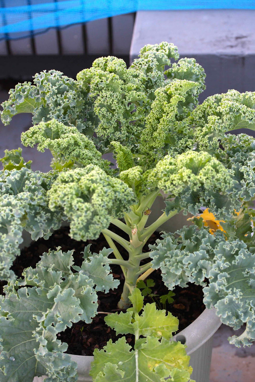 ケール旺盛に Hanna Papaの菜園日記 2