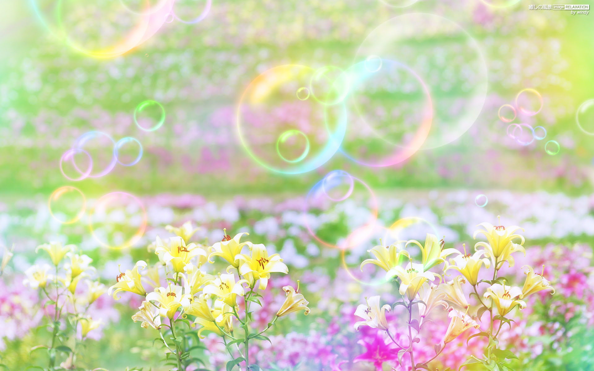 無料ダウンロード花 綺麗 画像 すべての美しい花の画像